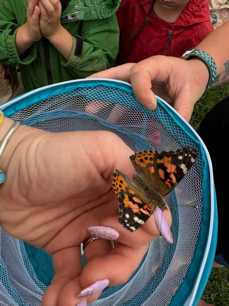 A painted lady butterfly resting on a hand before release
