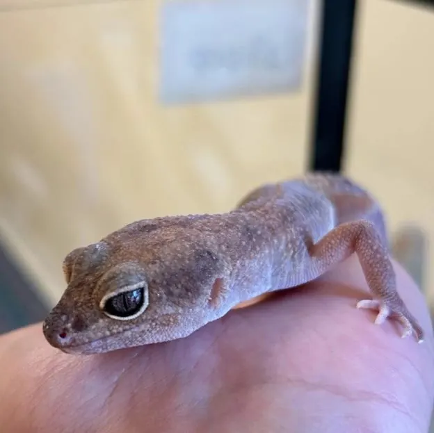 A leopard gecko resting on a hand